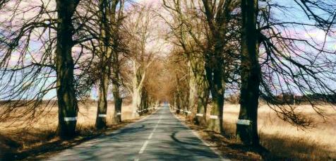 Eine richtige ostpreußische Allee