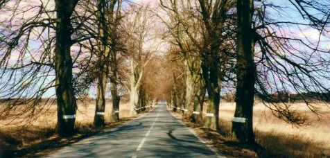 Eine richtige ostpreu�ische Allee